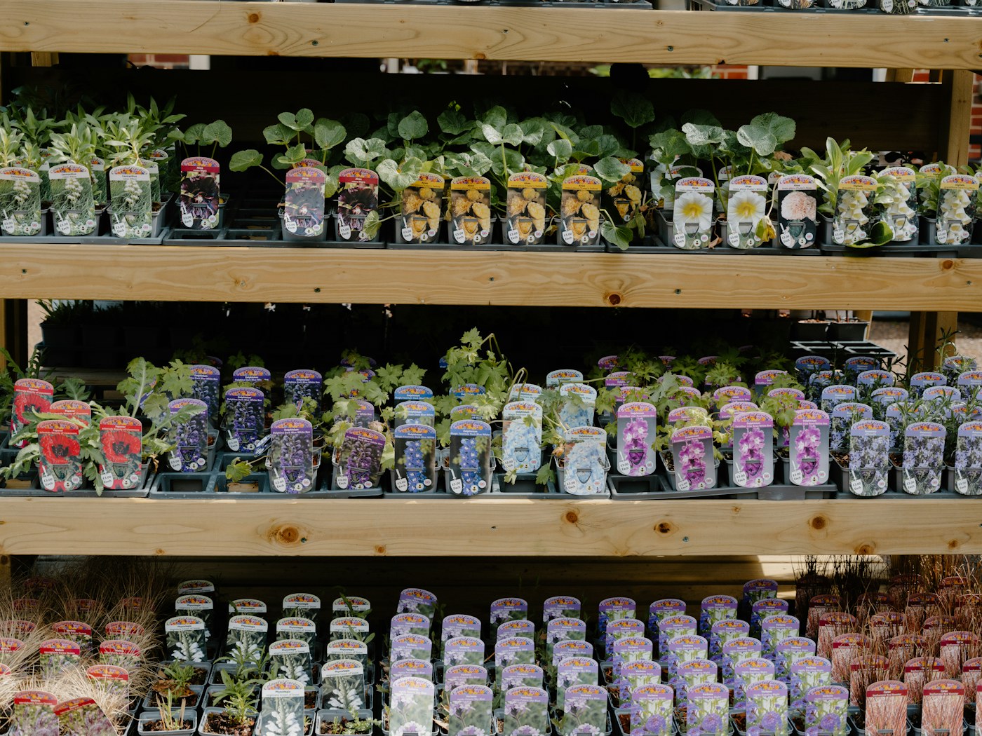 Nursery plants