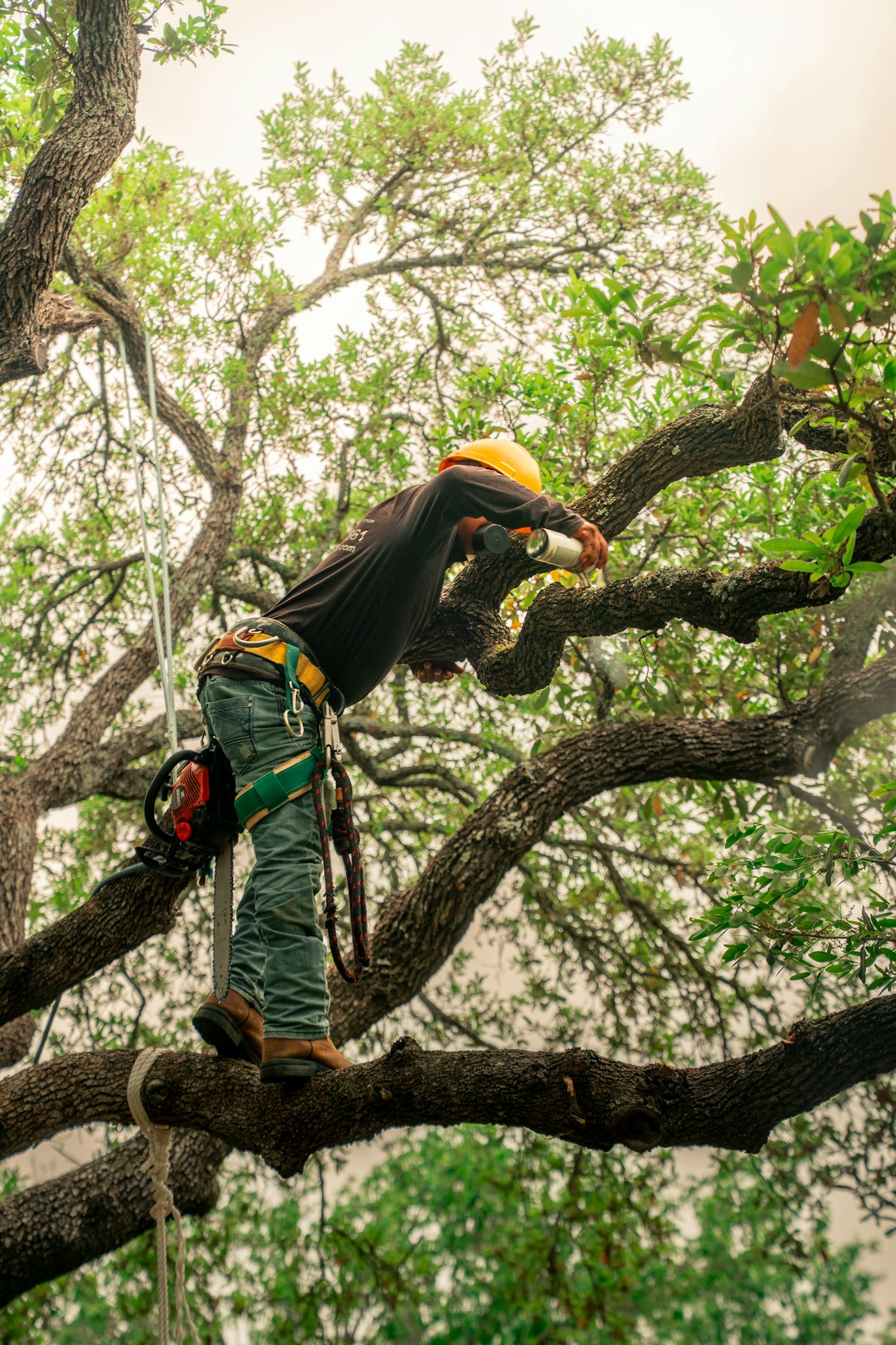 Tree trimming